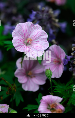 Geranium sanguineum var lancastriense geranium sanguineum syn syn Geranium sanguineum striatum var var prostratum fleur rose Banque D'Images