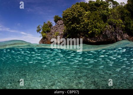 Une école de minces Silversides, Hypoatherina barnesi, près de l'entaille d'essaims d'une île calcaire près de Misool. Banque D'Images