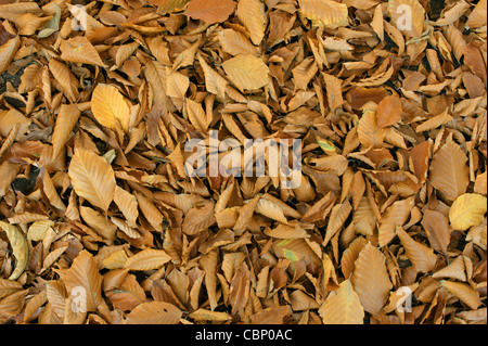 L'automne les feuilles tombées des arbres Hêtre Fagus sylvatica Banque D'Images