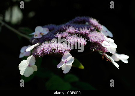 L'Hydrangea aspera villosa hydrangea feuilles rugueuses groupe arbustes à feuilles caduques fleurs violettes plantes portraits closeup Banque D'Images