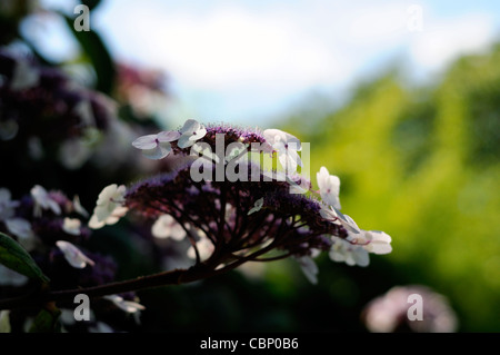 L'Hydrangea aspera villosa hydrangea feuilles rugueuses groupe arbustes à feuilles caduques fleurs violettes plantes portraits closeup Banque D'Images