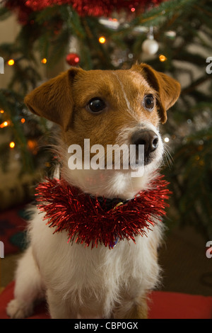 Un mignon Parsons Russell terrier avec des guirlandes rouges autour de son cou se trouve en face d'un arbre de Noël décoré Banque D'Images