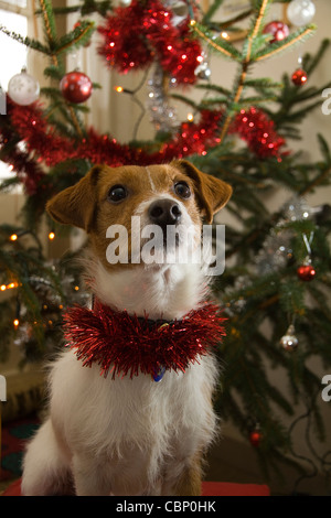 Un mignon Parsons Russell terrier avec des guirlandes rouges autour de son cou se trouve en face d'un arbre de Noël décoré Banque D'Images