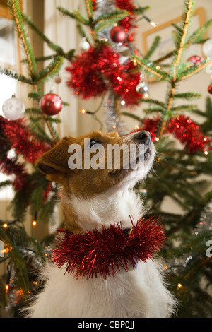 Un mignon Parsons Russell terrier avec des guirlandes rouges autour de son cou se trouve en face d'un arbre de Noël décoré Banque D'Images