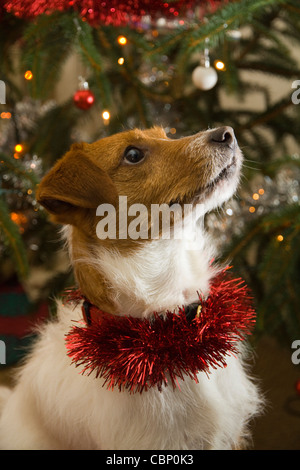 Un mignon Parsons Russell terrier avec des guirlandes rouges autour de son cou se trouve en face d'un arbre de Noël décoré Banque D'Images