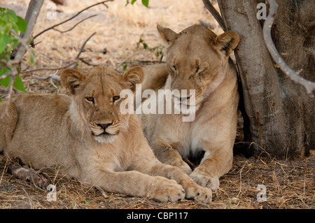 Afrique Botswana Linyanti lions Reserve-Two fixant ensemble Banque D'Images