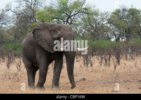Afrique Botswana Linyanti éléphant Reserve-African Banque D'Images