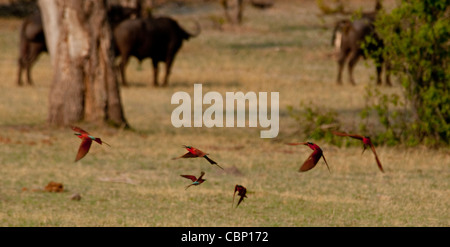 Afrique Botswana Linyanti Reserve-Carmine des guêpiers en plaine, battant Banque D'Images