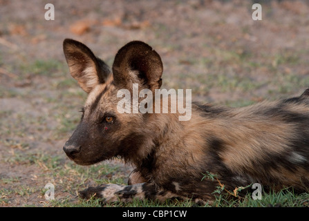 Afrique Botswana Linyanti chien sauvage d'Reserve-African-head shot Banque D'Images