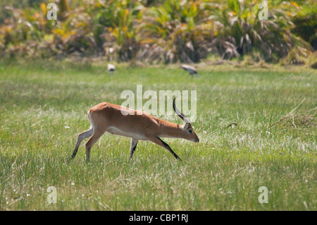 Afrique Botswana Okavango Delta Cobes Lechwes rouges buck en marche Banque D'Images