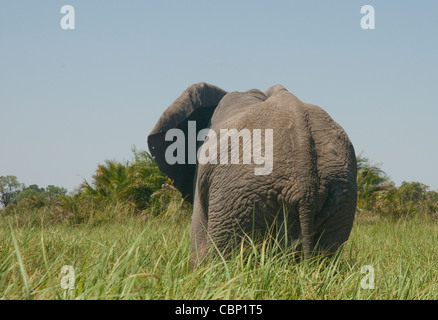 L'éléphant d'Afrique Botswana dans les hautes herbes nourrir-Vue arrière Banque D'Images