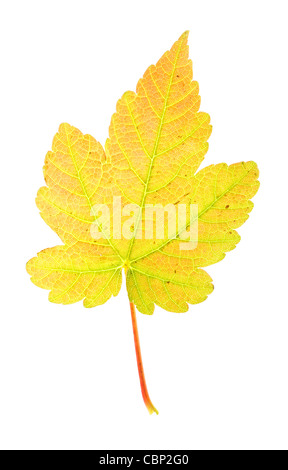 Automne feuilles sycomore sur fond blanc Banque D'Images