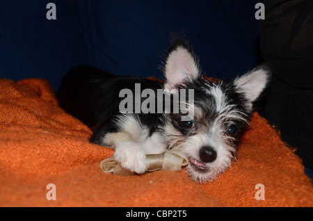 Chiot noir et blanc avec un os Banque D'Images