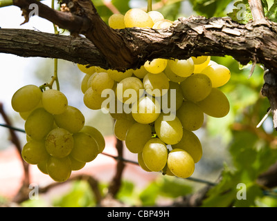 Raisin jaune accroché dans le vignoble Banque D'Images