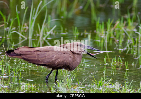 Hamerkop coin dans le lac Naivasha, Rift Valley, Kenya Banque D'Images