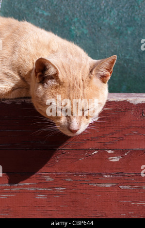 Chat dormant sur un canon à Essaouira, Maroc Banque D'Images