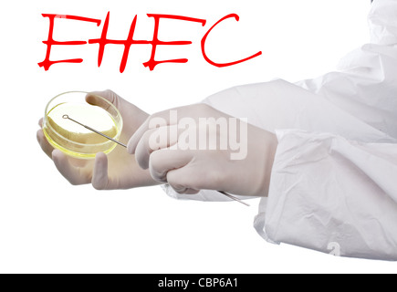 Scientist holding une plaque de gélose qui grandit le E. coli Banque D'Images