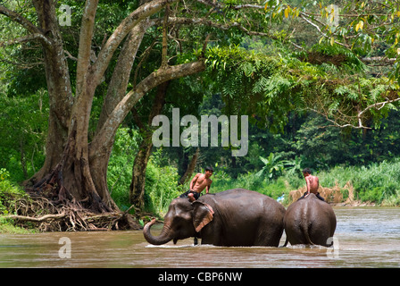 Deux villageois monter les éléphants de Sangklaburi, Kanchanaburi, Thaïlande Banque D'Images