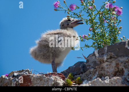 Les jeunes de retour (Larus marinus), sur une ruine de la forteresse, Portovenere, Italie, Ligurie di Levante, mer Méditerranée, Europe Banque D'Images