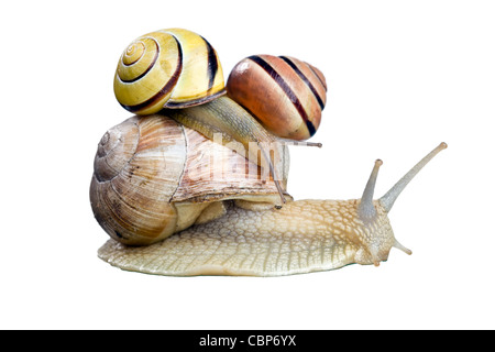 Escargot isolé sur fond blanc Banque D'Images