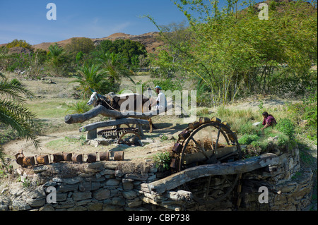 Agriculteur avec des boeufs sur roue de l'eau pour puiser de l'eau du puits pour l'irrigation à Samad en pali District de Rajasthan, Inde de l'Ouest Banque D'Images