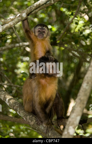 Deux singes écureuil - une mère et sa progéniture Banque D'Images