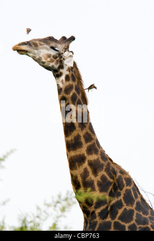 Une girafe photographié dans la Madikwe Game Reserve en Afrique du Sud Banque D'Images