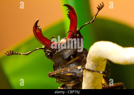 Un cerf Beetle sur une branche dans l'ouest de Londres Banque D'Images