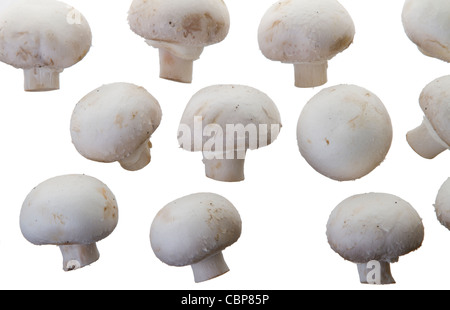 De nombreux champignons blancs sur fond blanc Banque D'Images