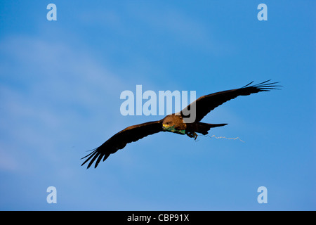 Milan noir indien d'oiseaux rapaces, Milvus migrans, par le lac Pichola, tôt le matin, Udaipur, Rajasthan, Inde Banque D'Images