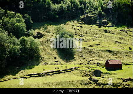 Animaux de ferme et dans le fjord Nærøyfjord, Sogn og Fjordane, en Norvège. Banque D'Images