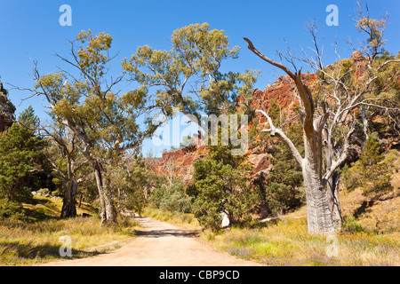 Rivière vieux gommiers rouges (Eucalyptus camaldulensis) at Warren Gorge près de Quorn dans la chaîne de Flinders en Australie du Sud, Australie outback Banque D'Images