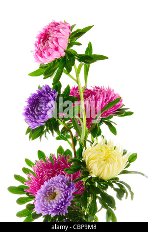 Asters multicolores sur fond blanc Banque D'Images