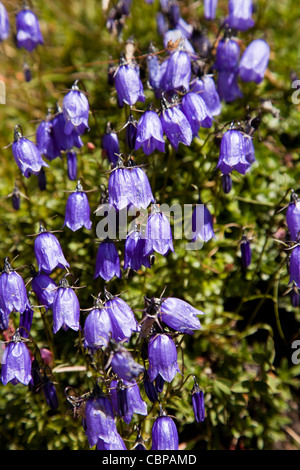 Wild Blue Campanula au Mont Cenis, France. Banque D'Images