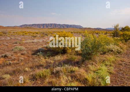 L'escarpement du robuste de l'Aîné de plage dans la ferme laitière à Flinders Road près de Hawker dans outback Australie du Sud, Australie Banque D'Images