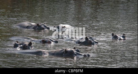 Afrique Botswana Savuti Channel hippopotames dans l'eau Banque D'Images