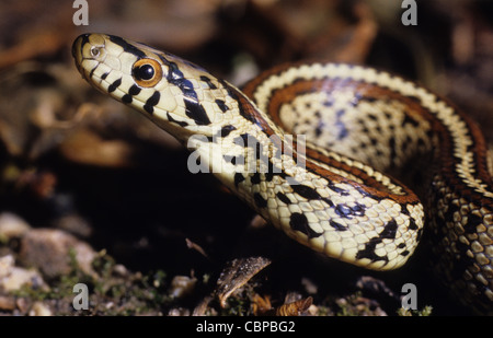 Leopard Snake. Zamenis situla, Corfou. Grèce Banque D'Images