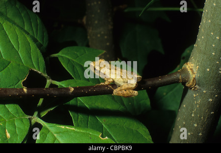 La rainette crucifère, Pseudacris hyla, perché on twig Banque D'Images