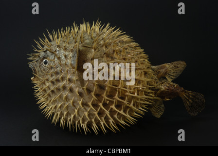 Close up of a conservé poisson Diodon holocanthus ballon Banque D'Images