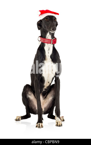 Greyhound dog in Christmas hat, 18 years old, in front of white background Banque D'Images