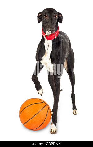 Chien jouant à la balle - Greyhound dog, 18 mois, avec le basket-ball sur fond blanc Banque D'Images