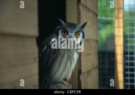 (White-Faced captifs) Banque D'Images