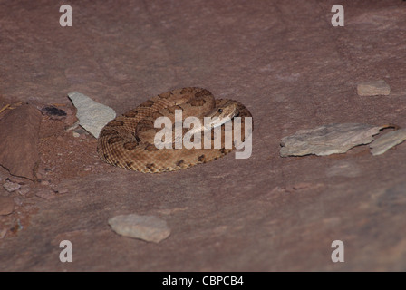 S Crotalus oreganus Crotale Midget concolor. L'Utah Banque D'Images