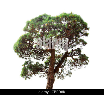 Pine Tree isolated on white Banque D'Images