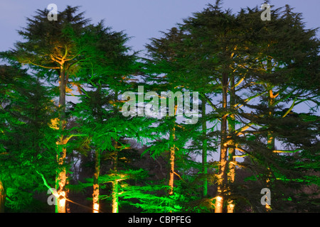 Étrangement éclairé arbres de Noël enchanté à Westonbirt Arboretum Banque D'Images