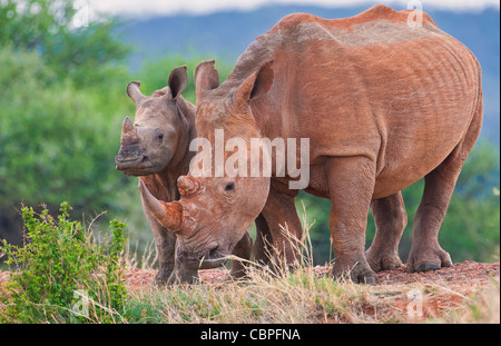 Mère de rhinocéros blancs (Ceratotherium simum) avec veau. Madikwe Game Reserve, Afrique du Sud Banque D'Images