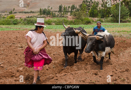 Images de l'agriculture travaille avec deux boeufs dans l'exploitation dans la petite ville de Chinchero Pérou Amérique du Sud Banque D'Images