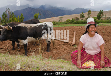 Images à l'agriculture traditionnelle de la femme travaillant à l'aide de boeufs sur ferme en petite ville de Chinchero Pérou Amérique du Sud Banque D'Images