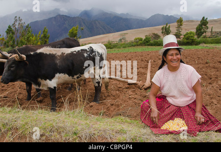 Images à l'agriculture traditionnelle de la femme travaillant à l'aide de boeufs sur ferme en petite ville de Chinchero Pérou Amérique du Sud Banque D'Images