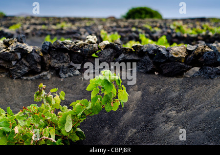 La Geria, région viticole. Lanzarote. Canaries, Espagne Banque D'Images